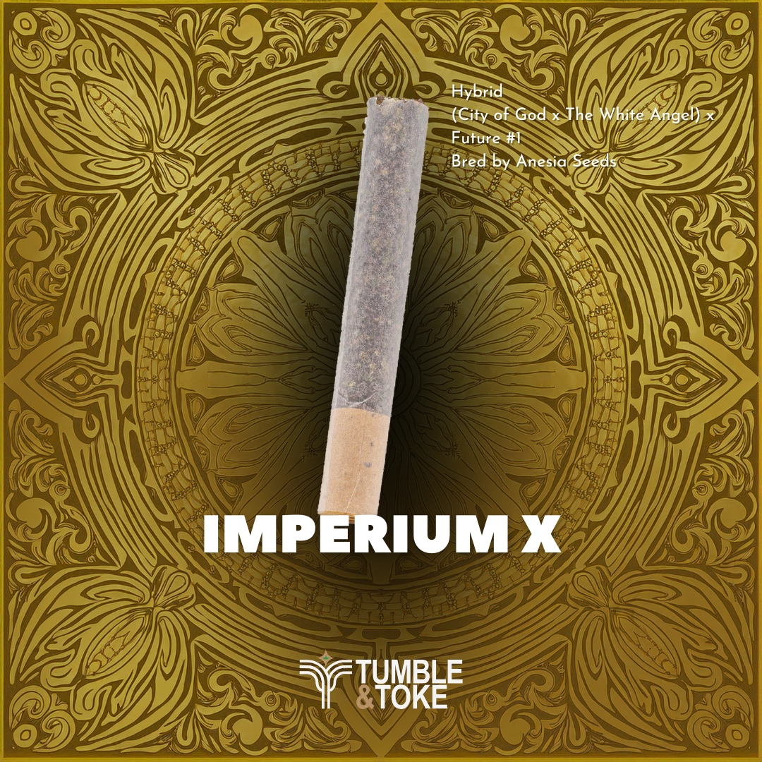 Photograph of product: Imperium X | Straight Rolled Cannon |  1g