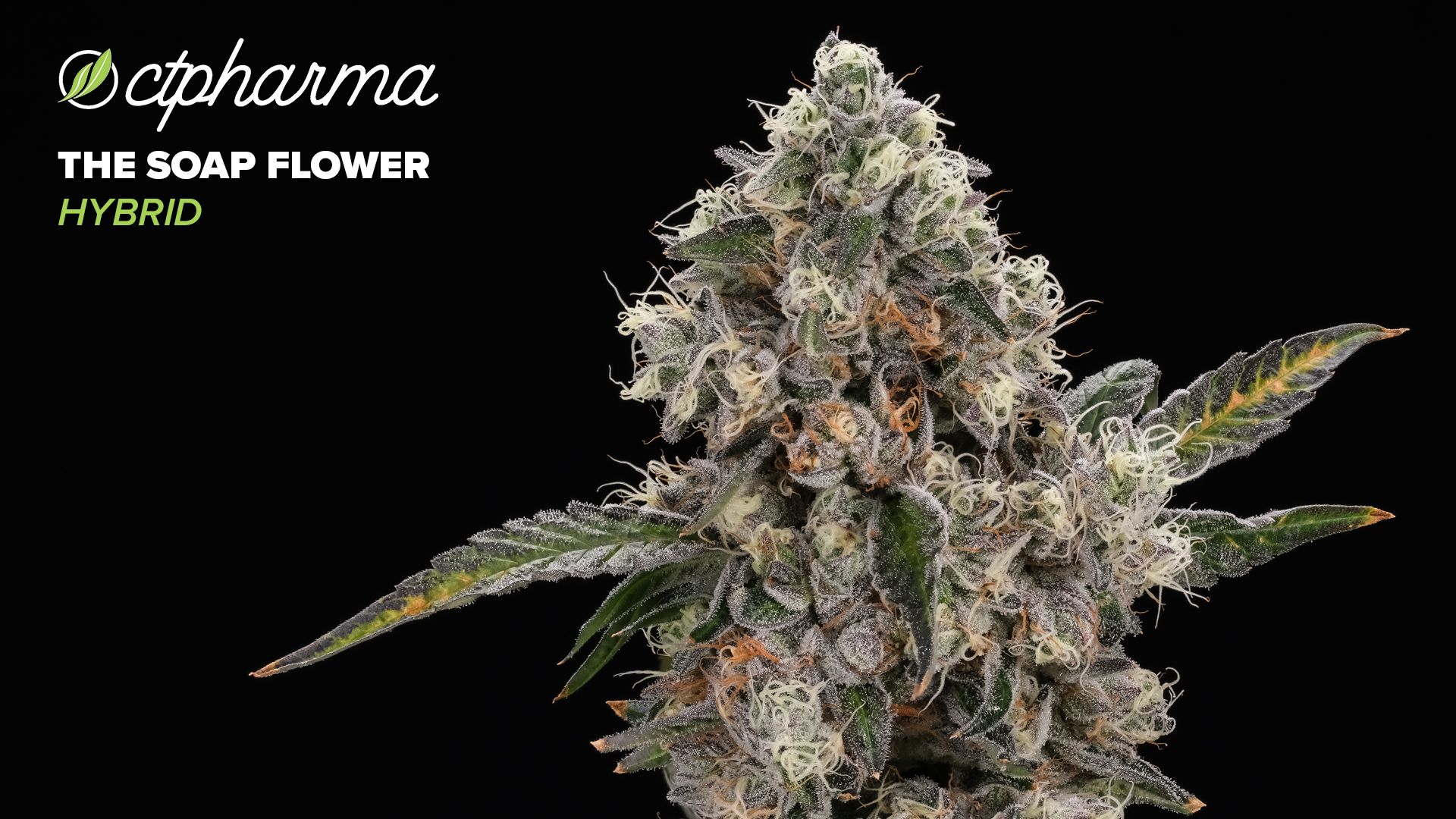 Photograph of product: CTPharma The Soap Flower 24.50% (H) 3.5g - 26059