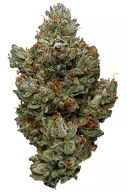 Photograph of product: Polaris | Master x Bubba Kush (I-D) - 3.5g
