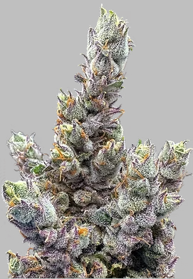 Photograph of product: Trifecta Farms | Grapes N Cream | 3.5g
