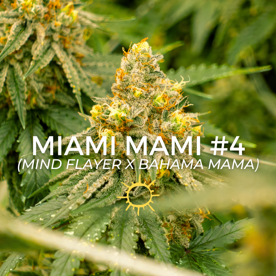 Photograph of product: Miami Mami - 4g