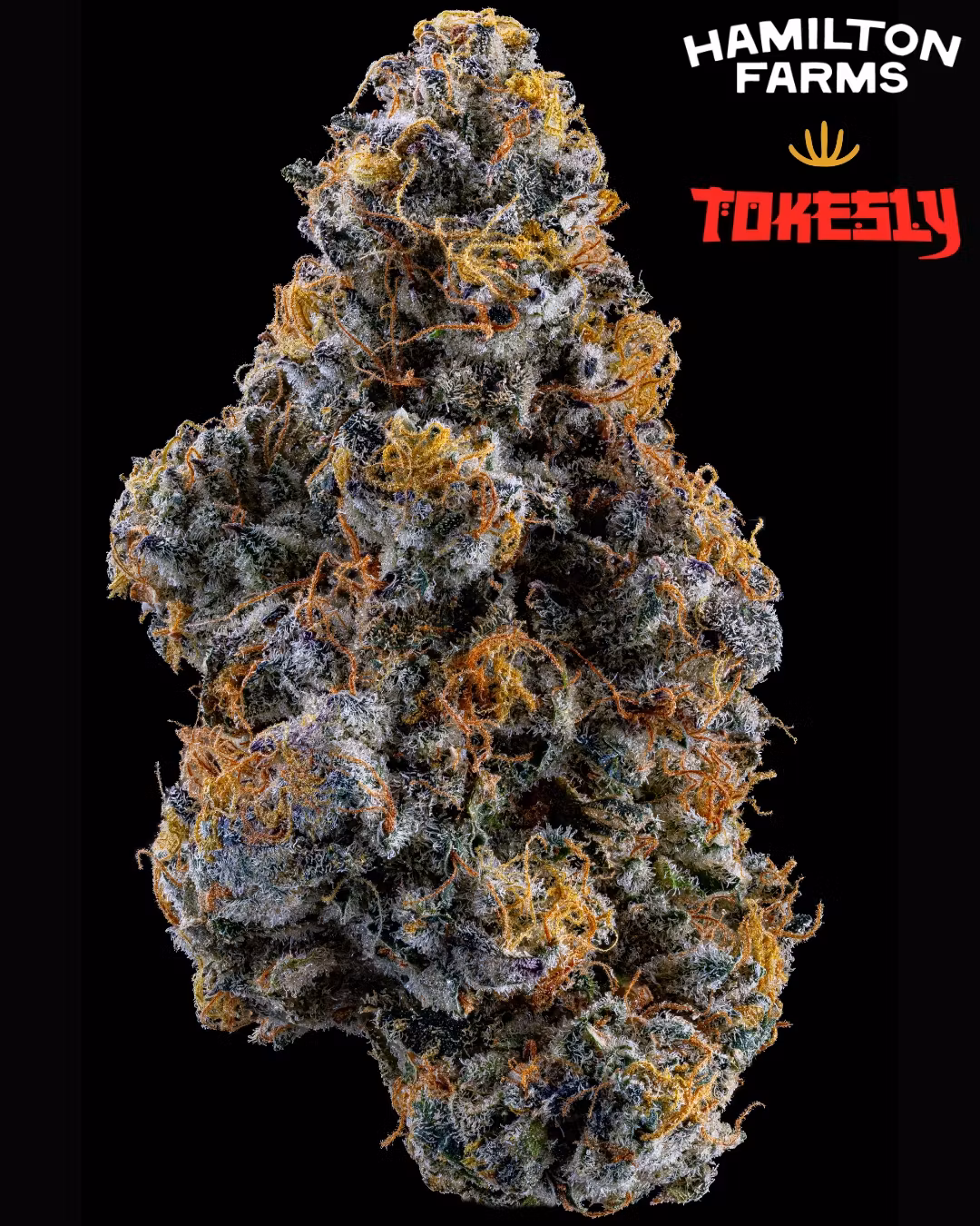 Photograph of product: Tokesly x Hamilton Farms - Kush Berry Burger Flower - 3.5g