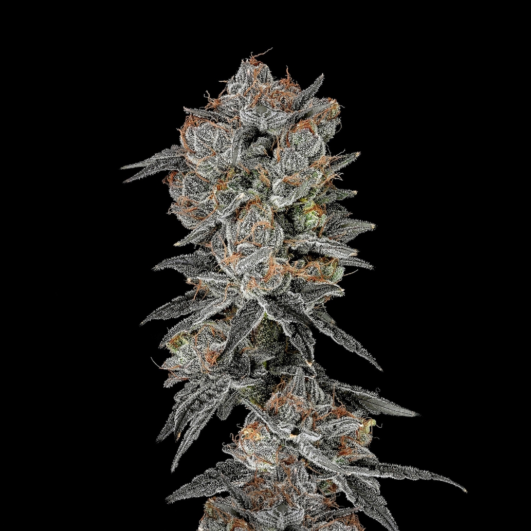 Photograph of product: Wojo Flower - Bukbuk Bobuk - 3.5g