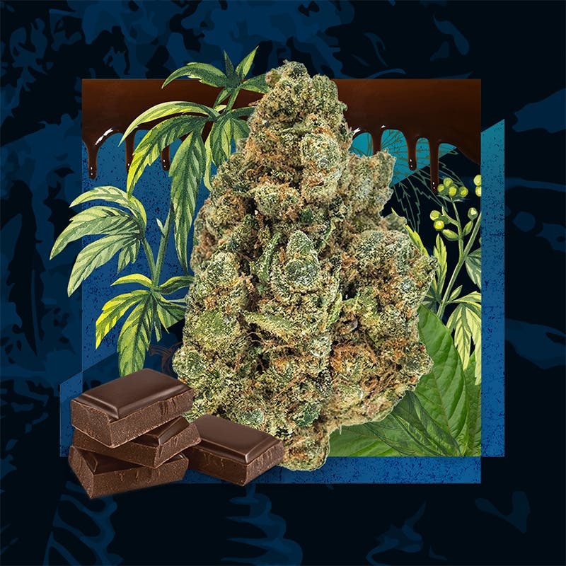 Photograph of product: Chocolate OG Flower | 3.5g