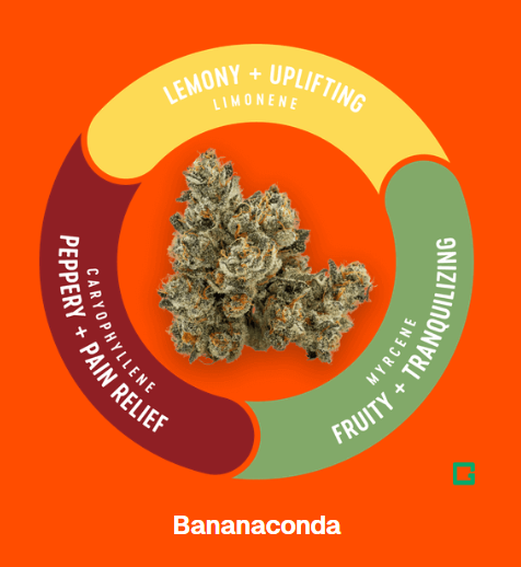 Photograph of product: Bananaconda - 3.5g Flower - Vivid