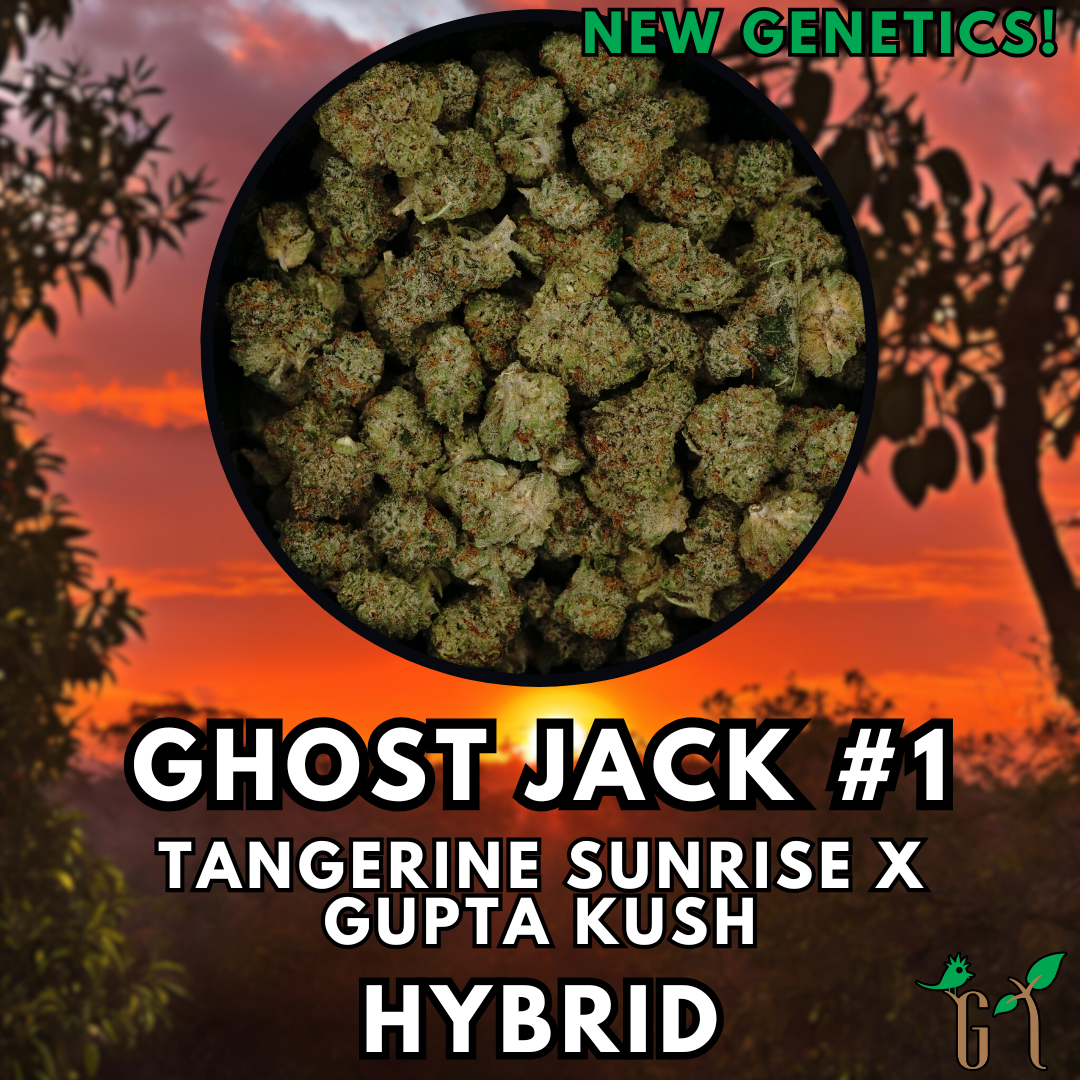 Photograph of product: Flower - Ghost Jack - Special Tier (Bldr) - 2g