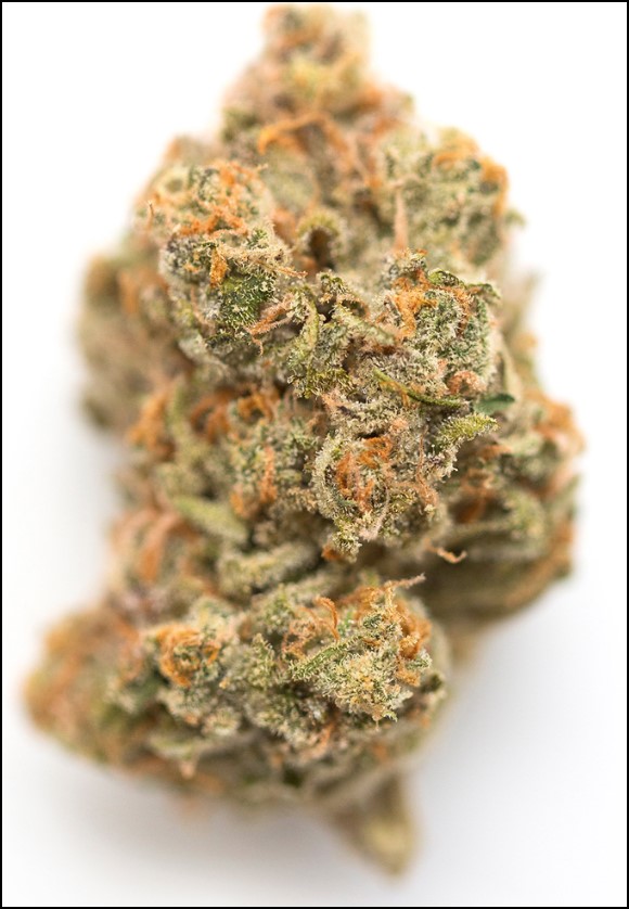 Photograph of product: Sunshine | 3.5g Bud | Lemon Tree (H)