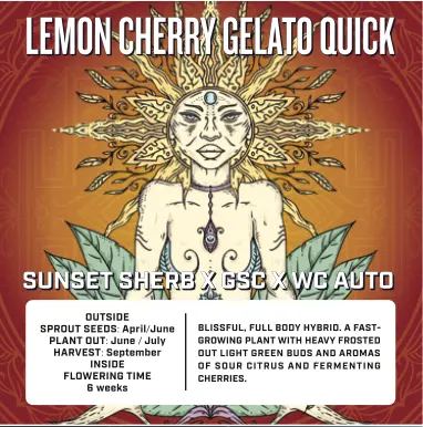 Photograph of product: Supernaturals | Lemon Cherry Gelato (Quick) | Feminized Seeds 5pk