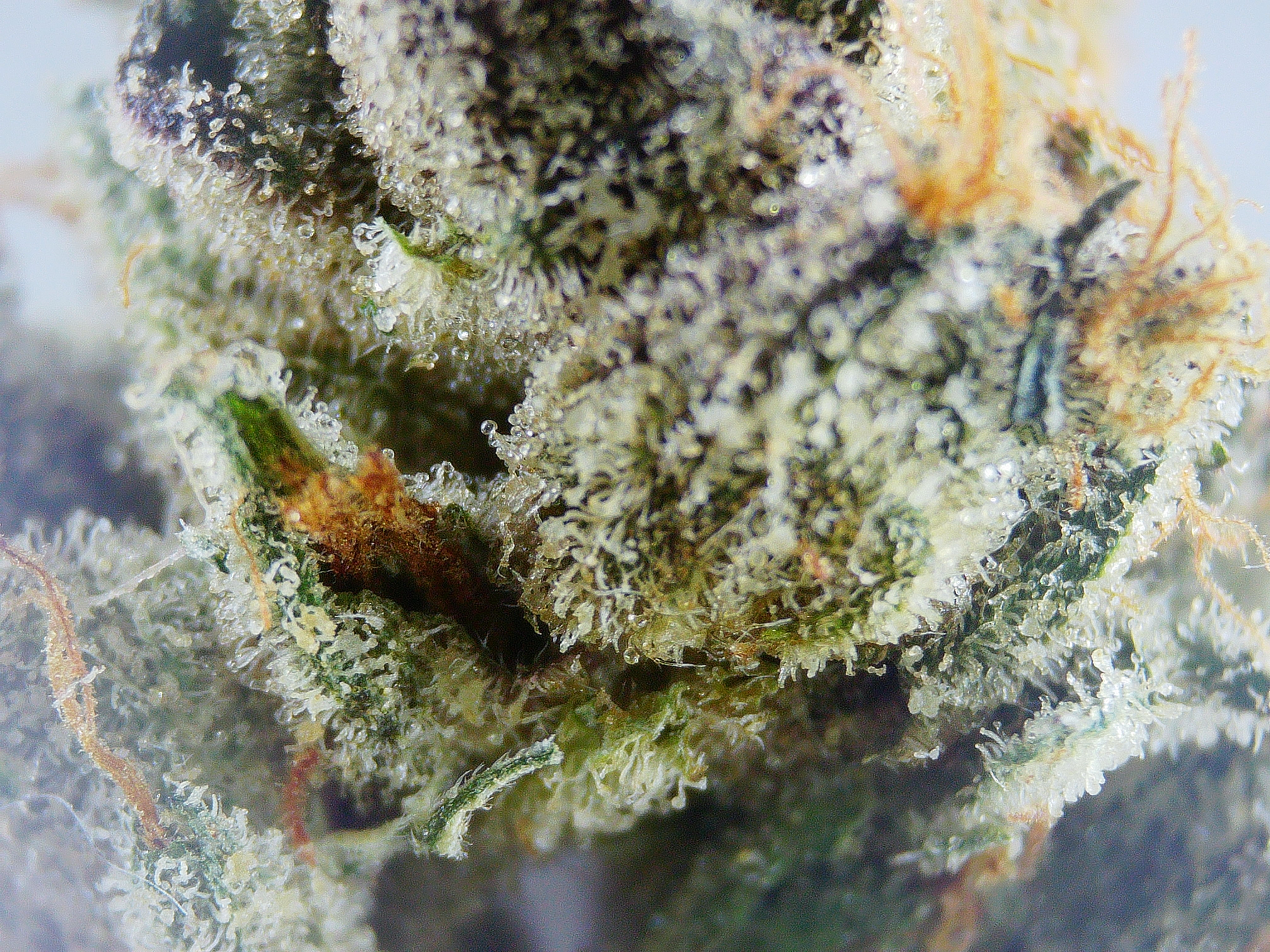 Photograph of product: Vtegridy Mochi Gelato BULK Flower - 1g