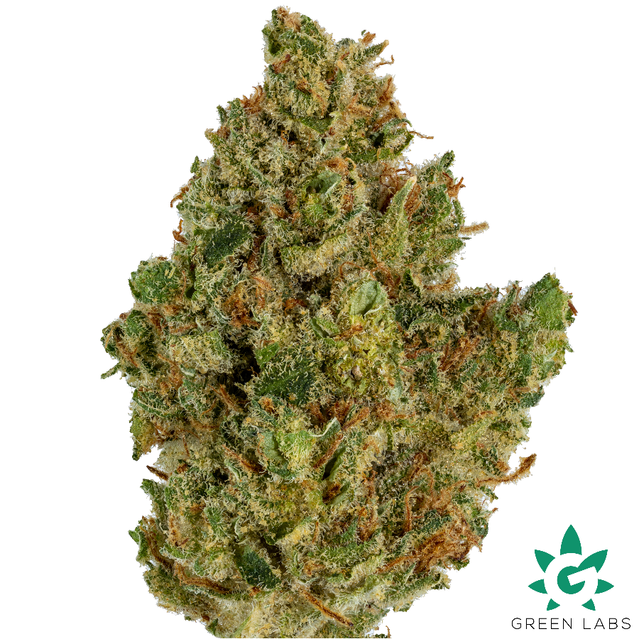Photograph of product: (REC) Mr. Clean Buds (1st Place In Oui'd Cup) - Dutch Touch Genetics