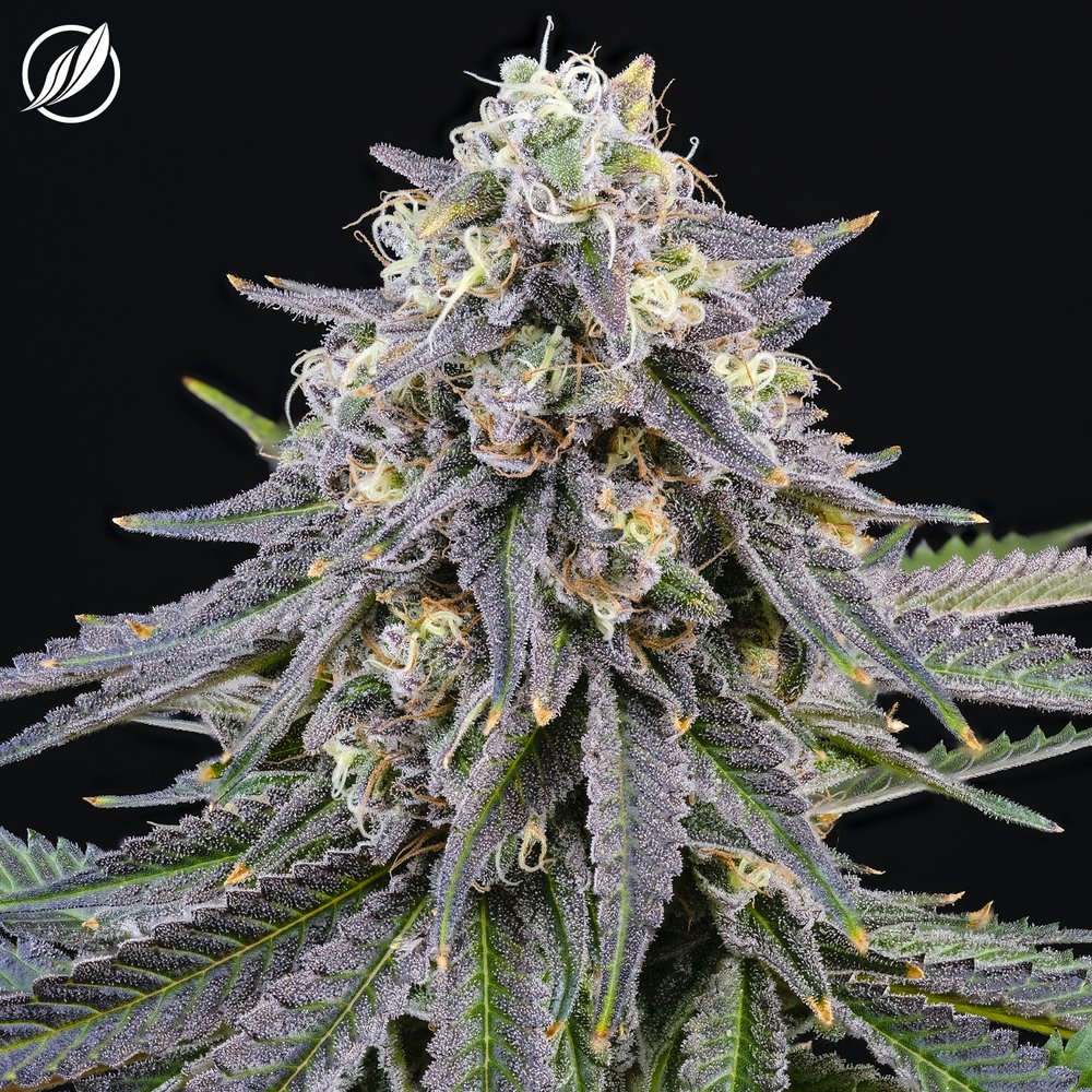 Photograph of product: Mendo Cooler Flower 3.5g S T27.29% C0020025821