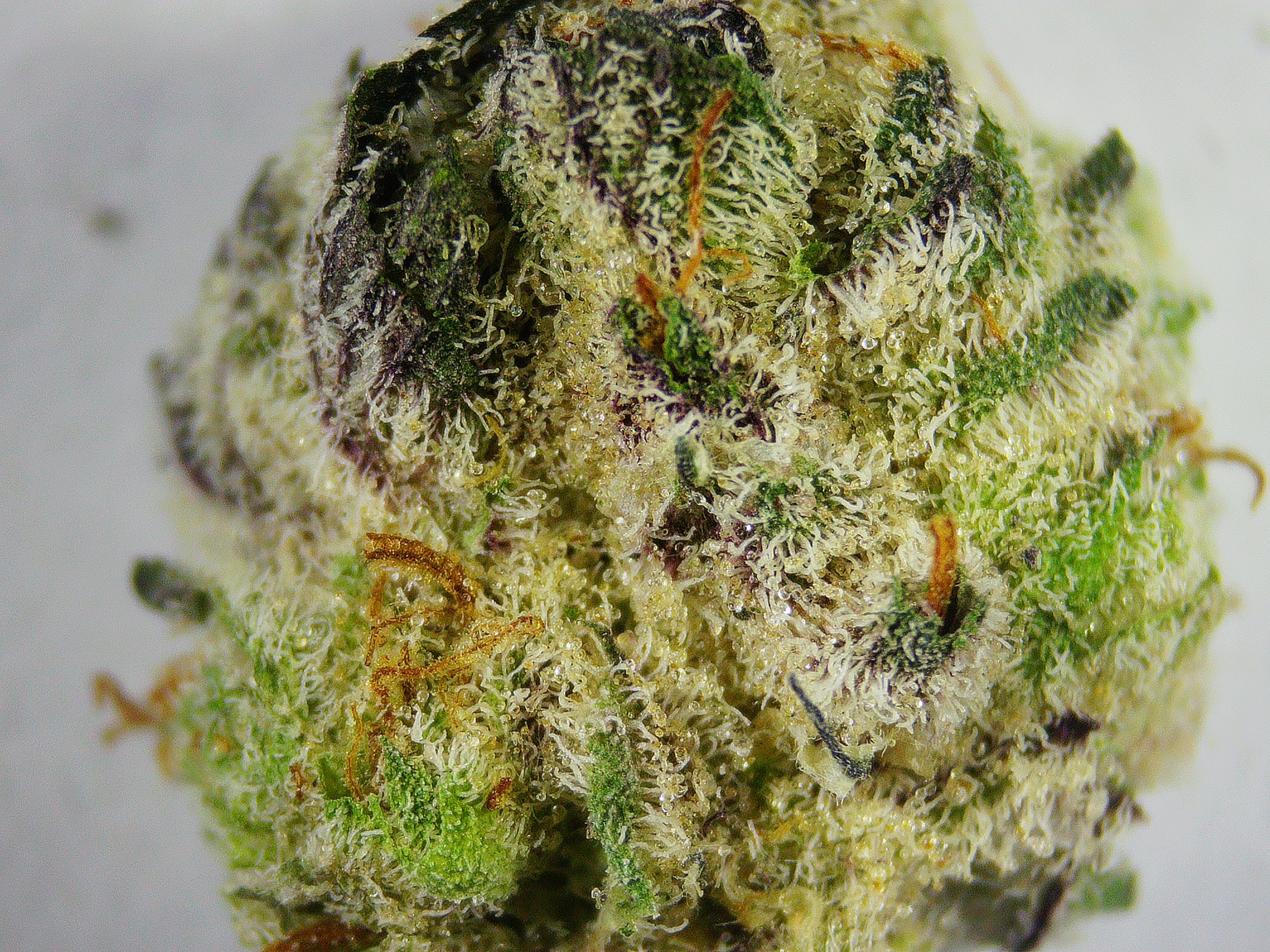 Photograph of Product: Satori Grapes N Cream 1/2 - 14g