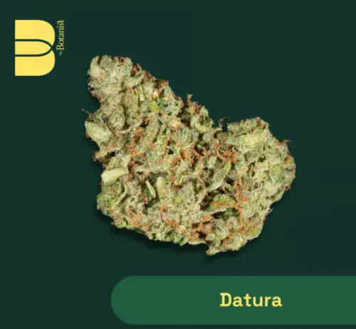 Photograph of product: Datura | 3.5g