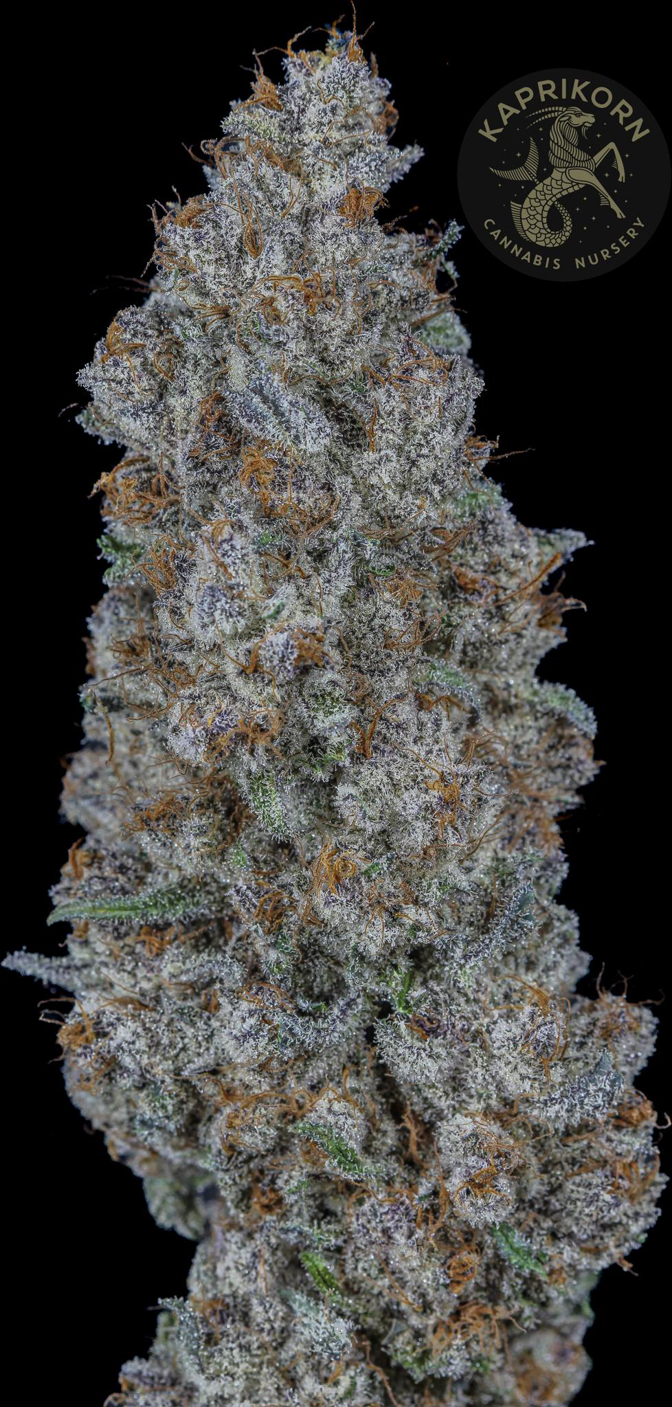 Photograph of product: Sub Zero (Stayton) - 1g
