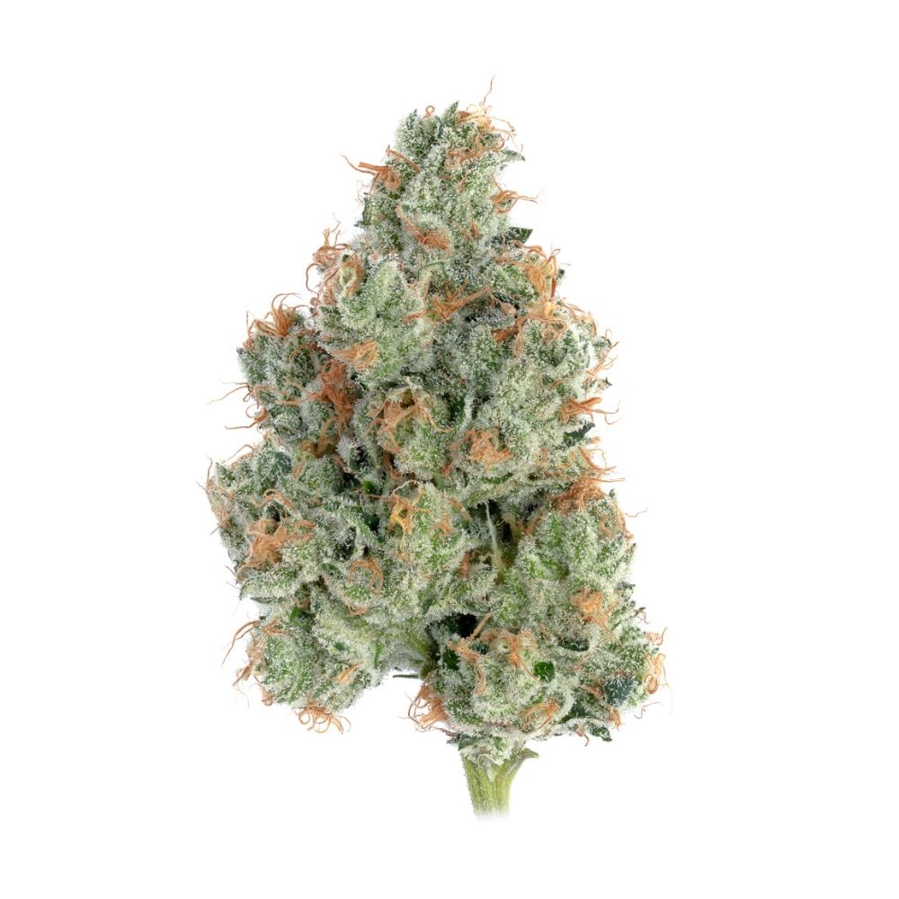 Photograph of product: Sugar Shack #5 - 3.5g