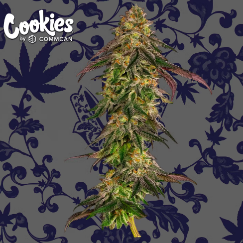 Photograph of product: Cookies That Badu (H) Flower 3.5g