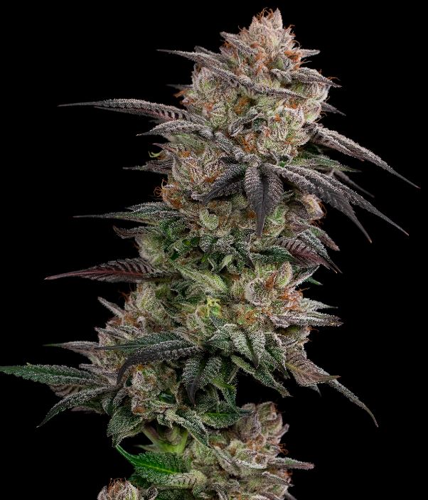 Photograph of product: Swamp Ass - 3.5g