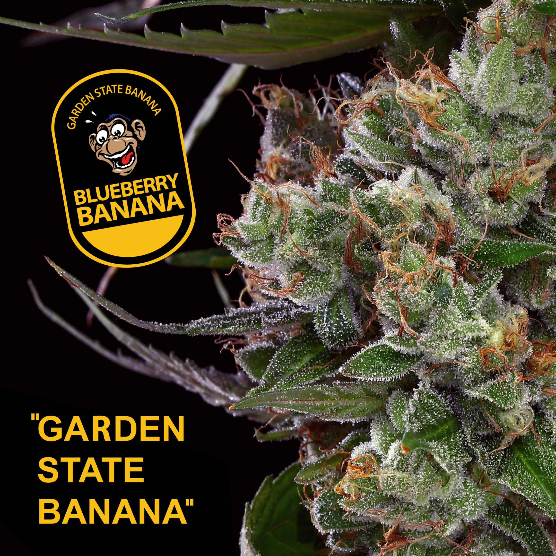 Photograph of product: Garden State Banana | Blueberry Banana | 3.5g (Hybrid)