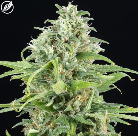 Photograph of product: Modified Haze Flower H 25526 (3.5g)