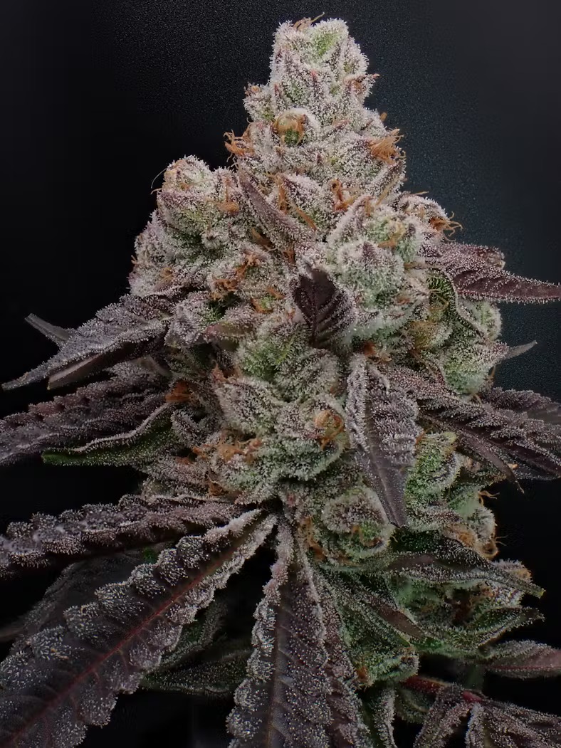 Photograph of product: Hermit's Delight Apple Tartz Flower (3.5g)