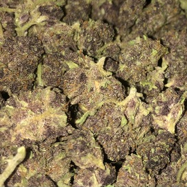 Photograph of product: B Bud Tropicanna Cherries OD (Hotbox Farms)