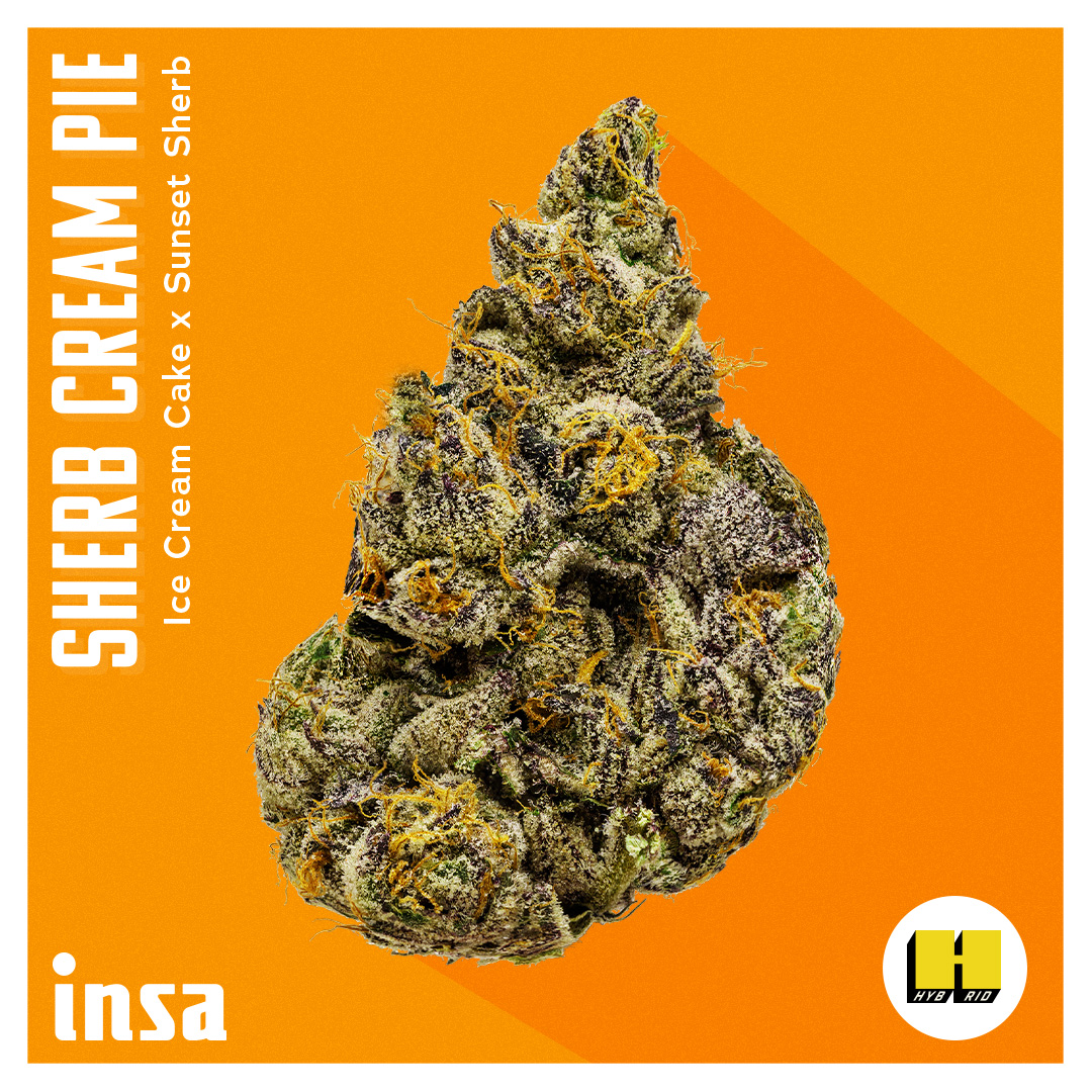Photograph of product: Flower - Sherb Cream Pie - 3.5g