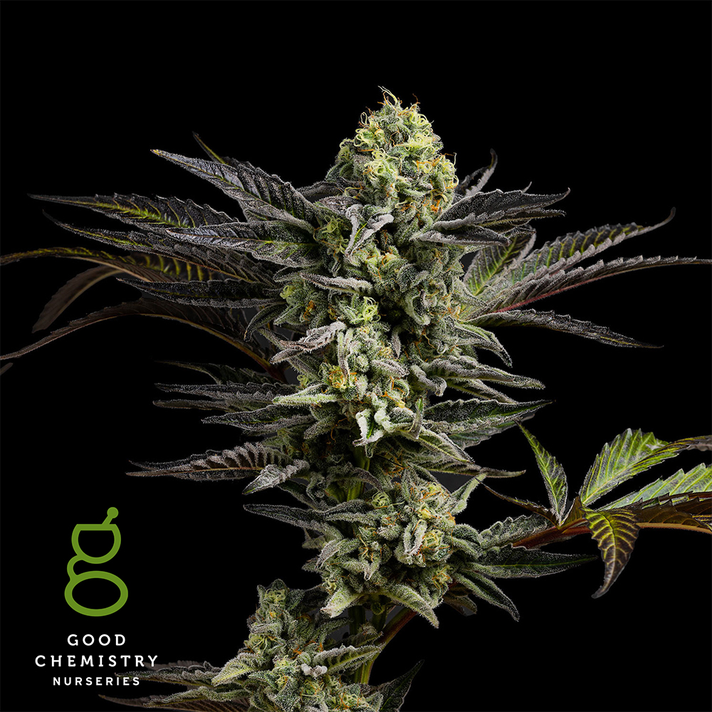 Photograph of product: Gas Face - 7g