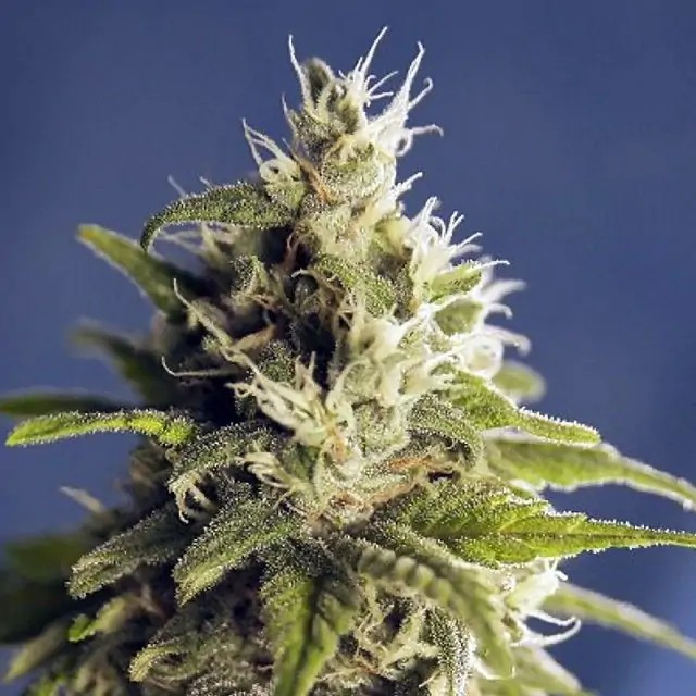 Photograph of product: VA Ghani - 3.5g flower