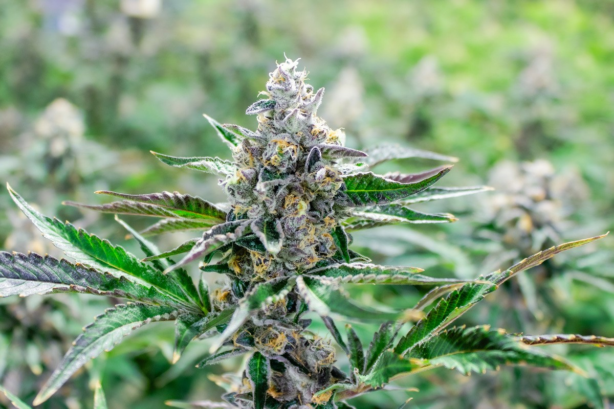 Photograph of product: Dirty Dozen - 14g flower