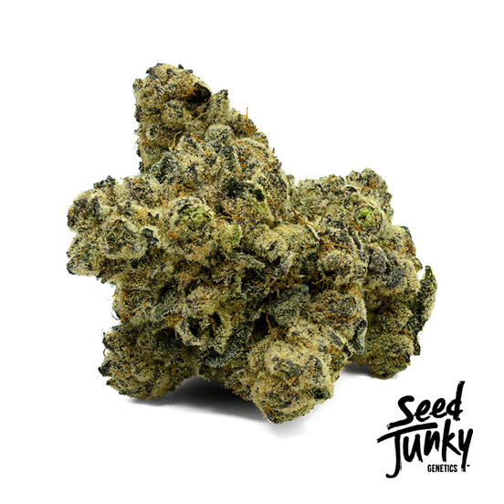 Photograph of product: Seed Junky - 1g Pre-Roll (Bora Bora) - 