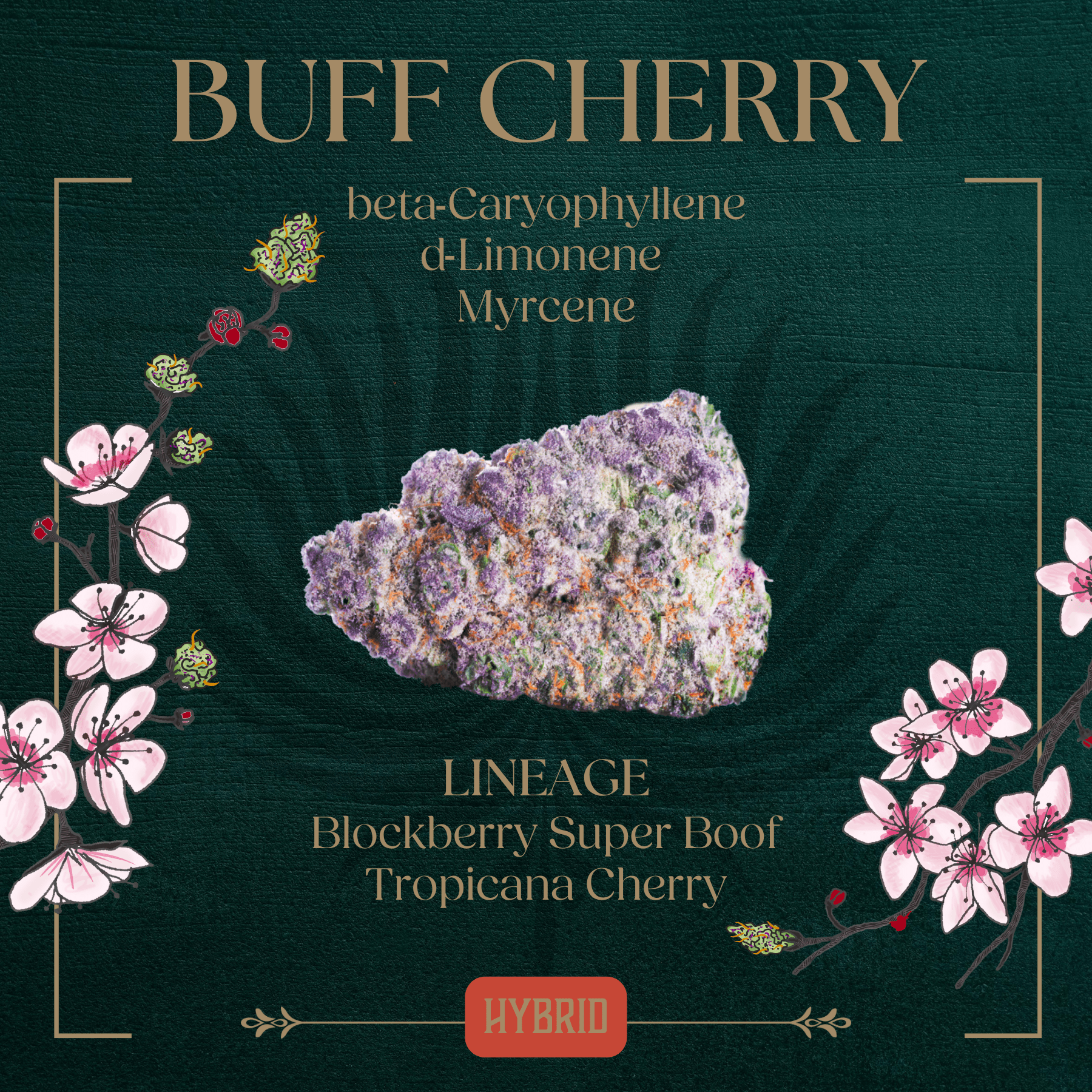 Photograph of product: Buff Cherry Flower | 3.5g