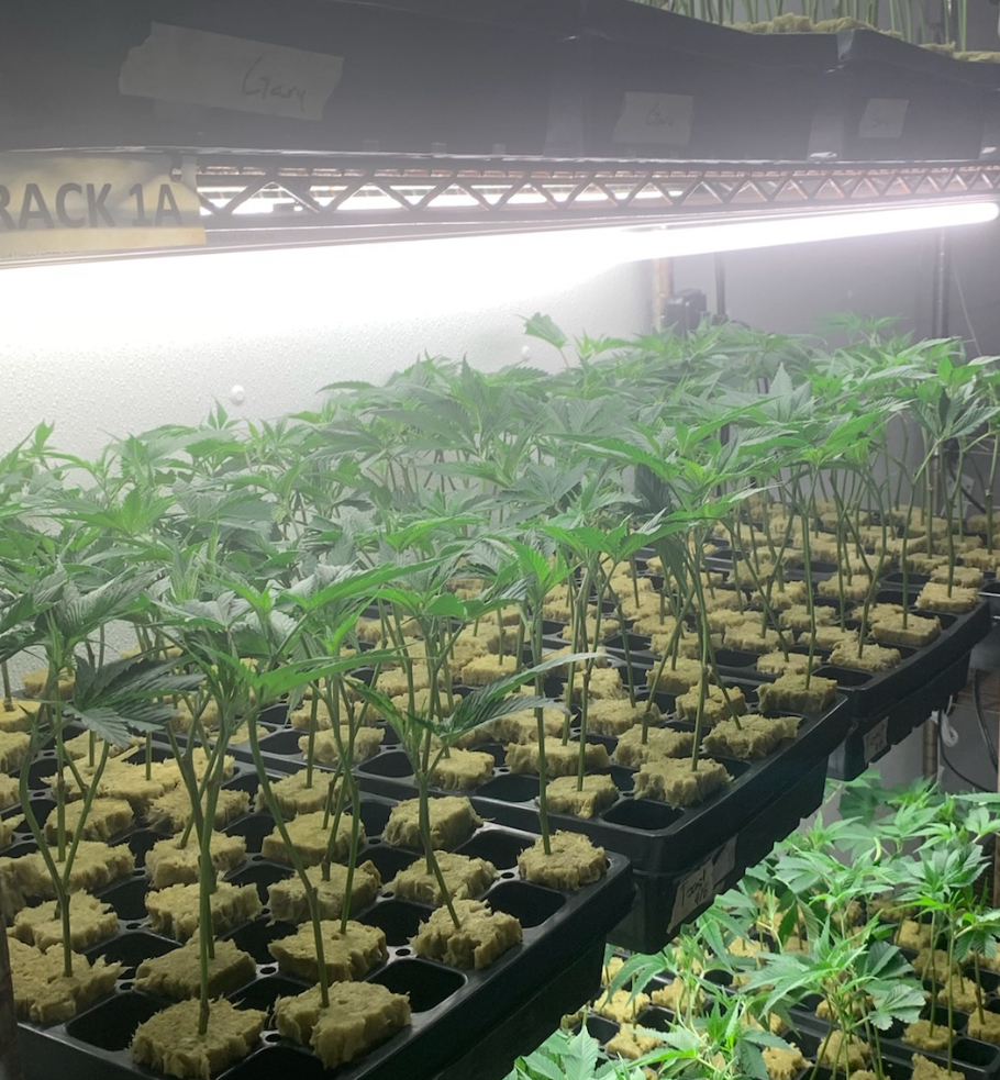Photograph of product: ECC Clone