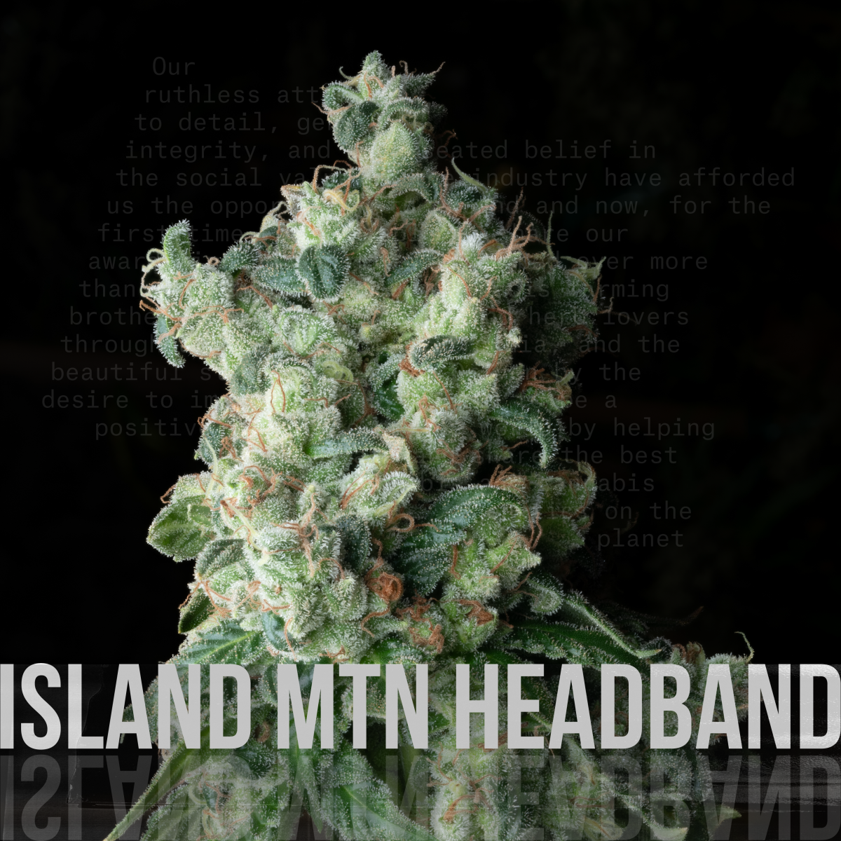 Photograph of product: Island Mountain Headband | 1g Pre-Roll