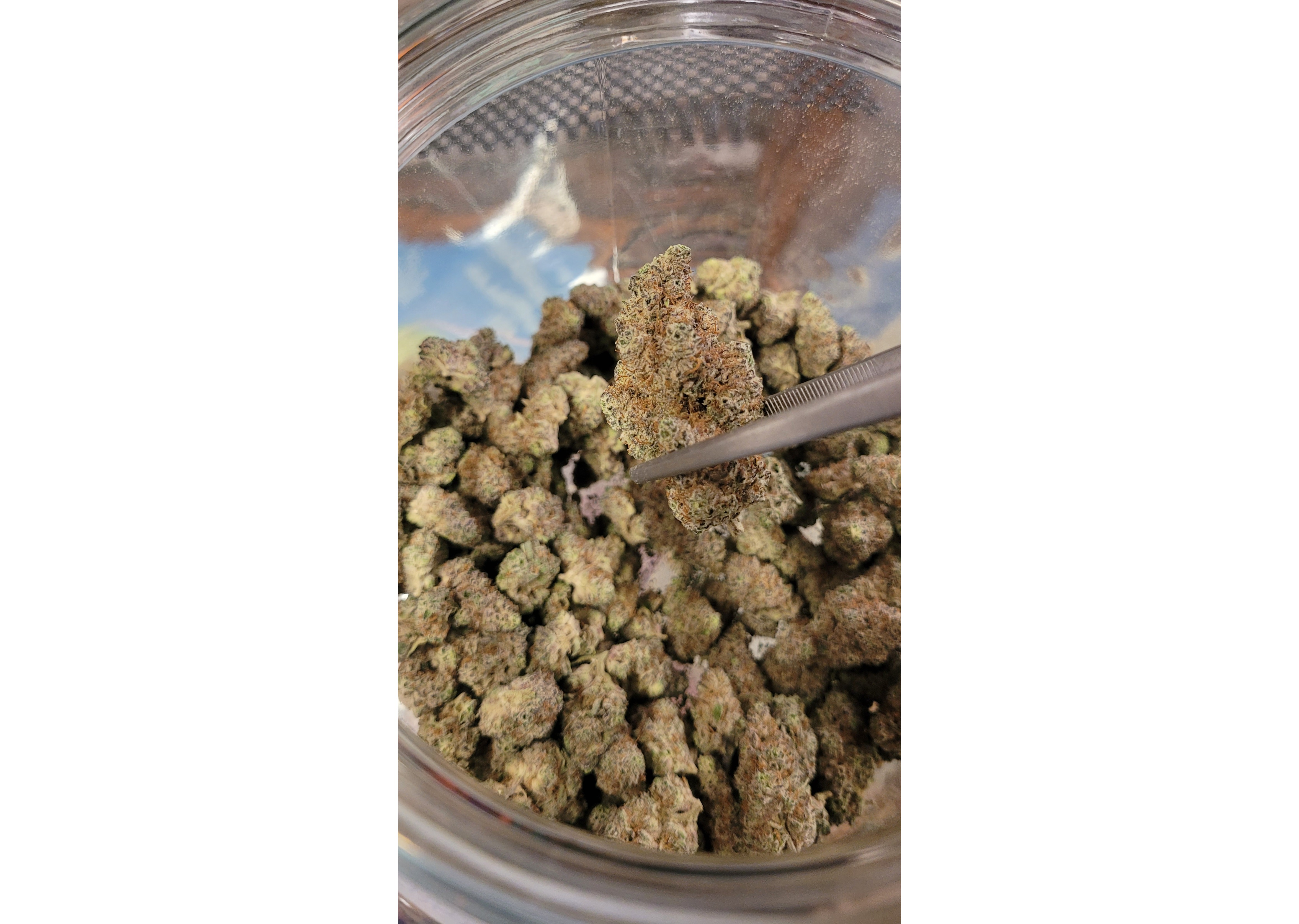 Photograph of product: Purple Cherry Ripple grown by Green Castle - 28g