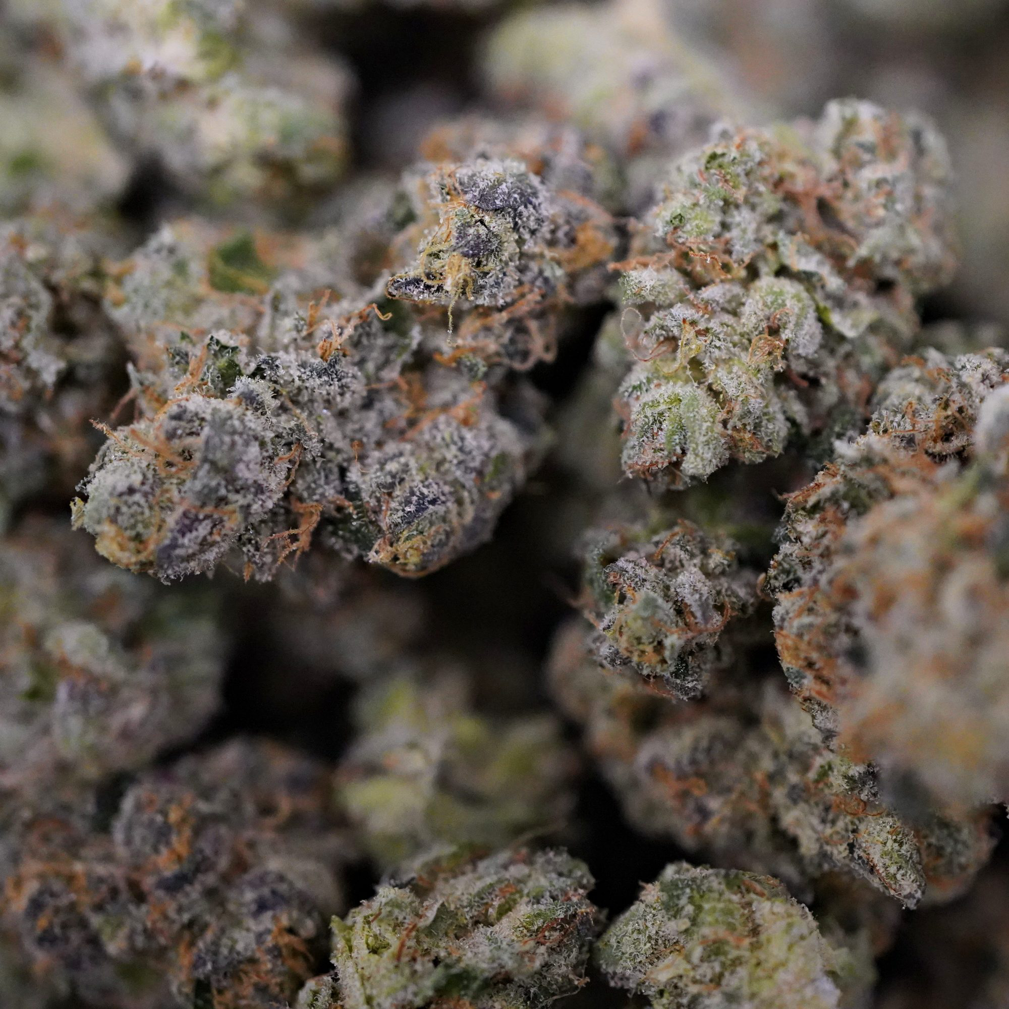 Photograph of product: (BULK) SF x Tamalez - Hybrid - 28g