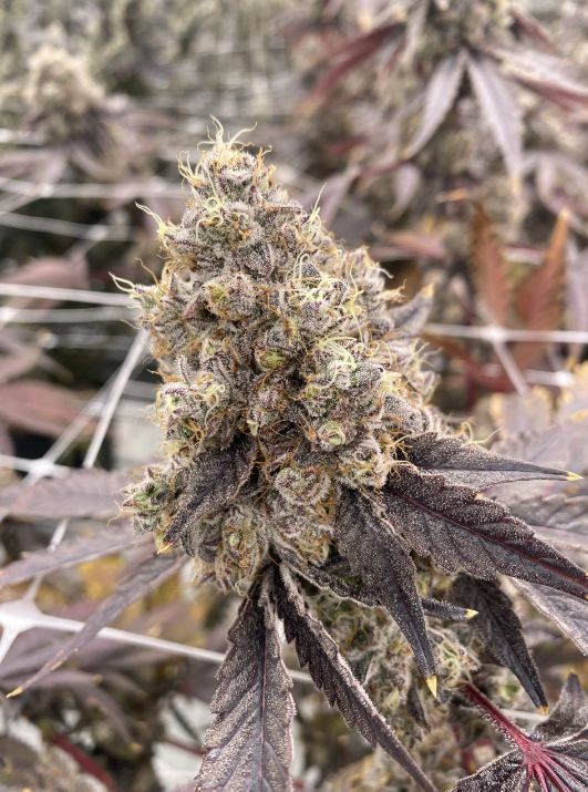 Photograph of product: Deep Fried Iced Cream - Deli - 28g