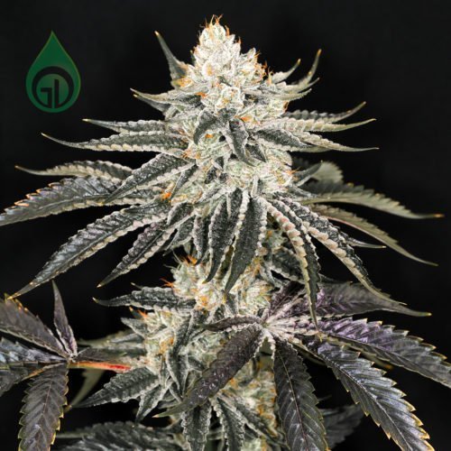 Photograph of product: Swizzle Fresh Cured Flower - 2g