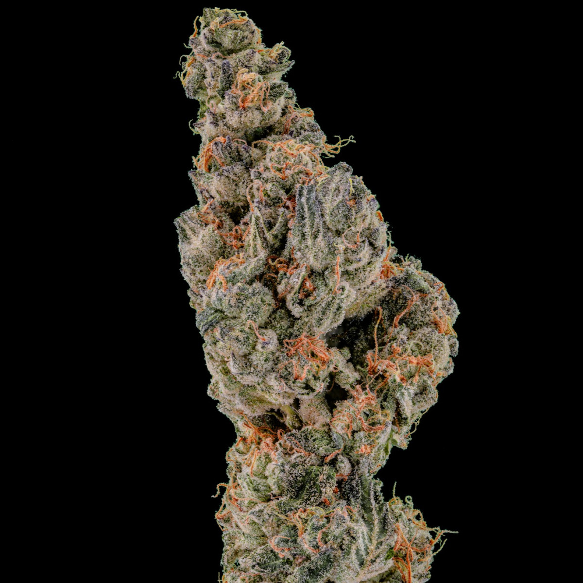 Photograph of product: Bee Kind | Kush Mintz | Bulk Flower - 28g