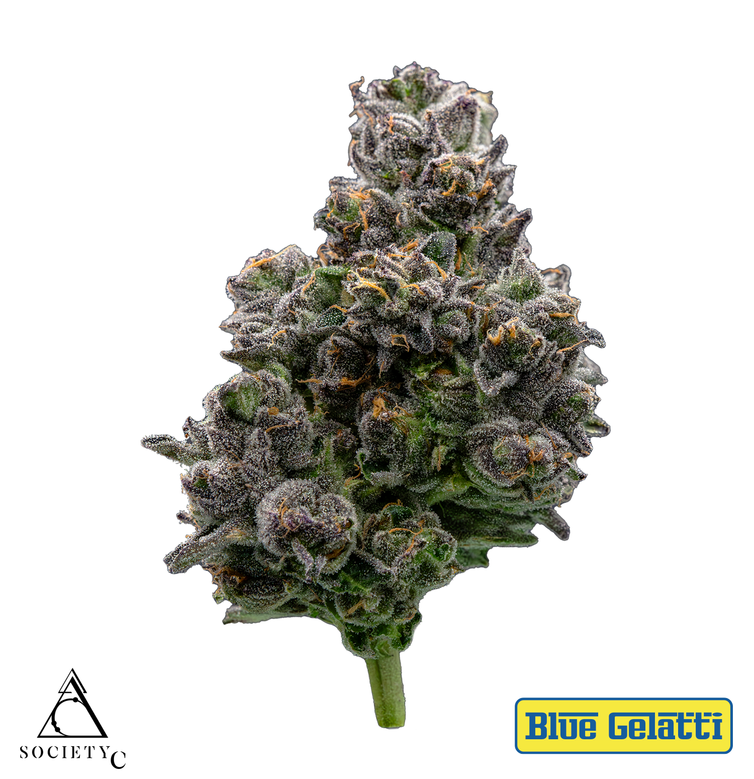 Photograph of product: Blue Gelatti | Society C - 28g