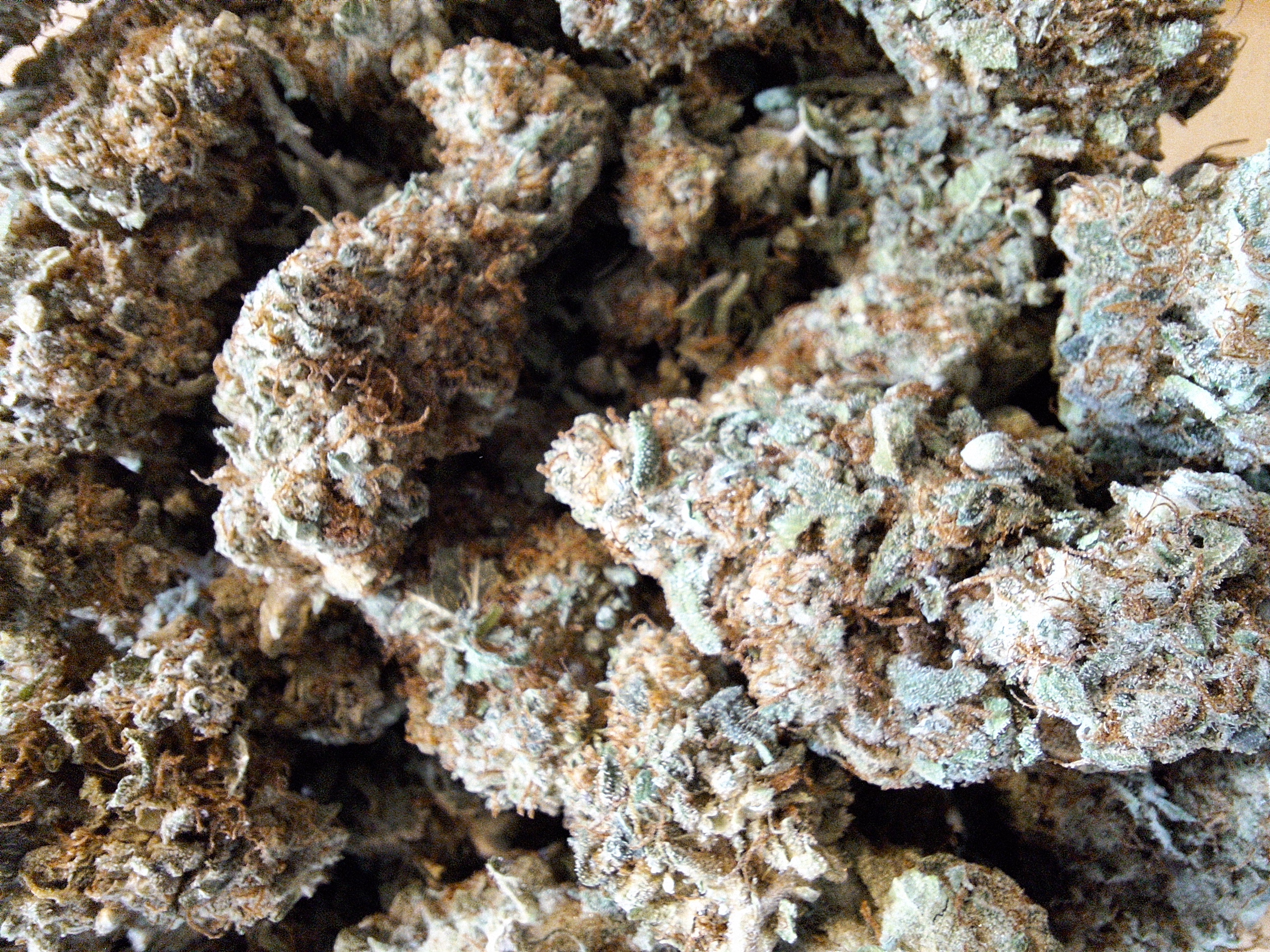 Photograph of Product: AK47 X Fruity Pebbles | Rock Lake Farm - 2g