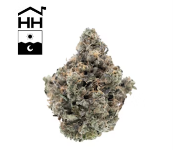 Photograph of product: Harbor House Orange 43 - 3.5g