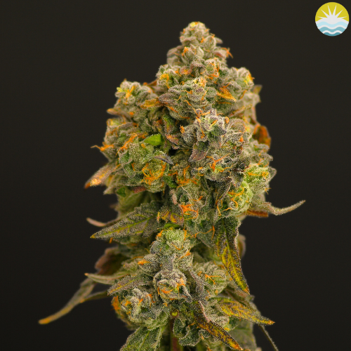 Photograph of product: Banana Cream Jealousy - 3.5g