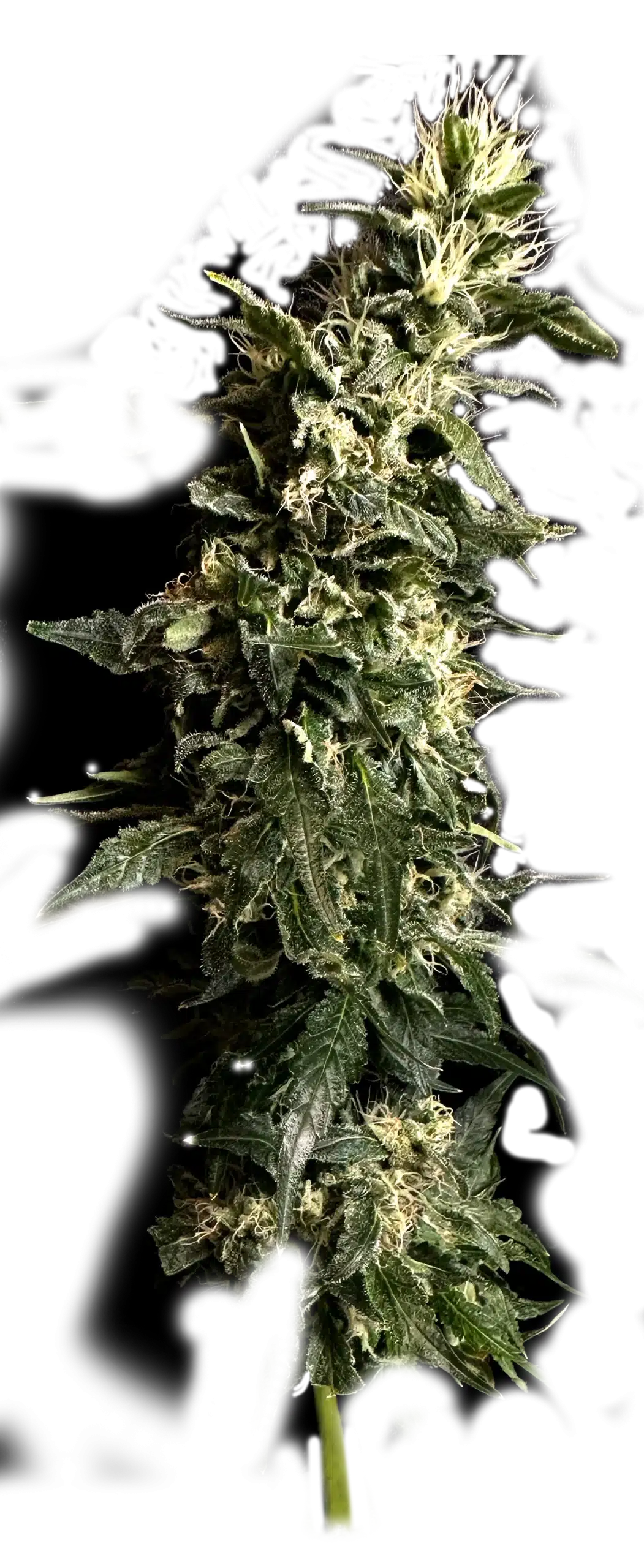 Photograph of product: RVR | Papaya Poundcake  | Flower | 3.5g
