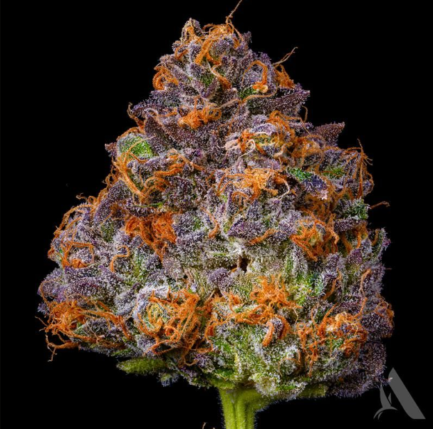 Photograph of product: Animal Tree Flower T16.73% H 00411 - 3.5g