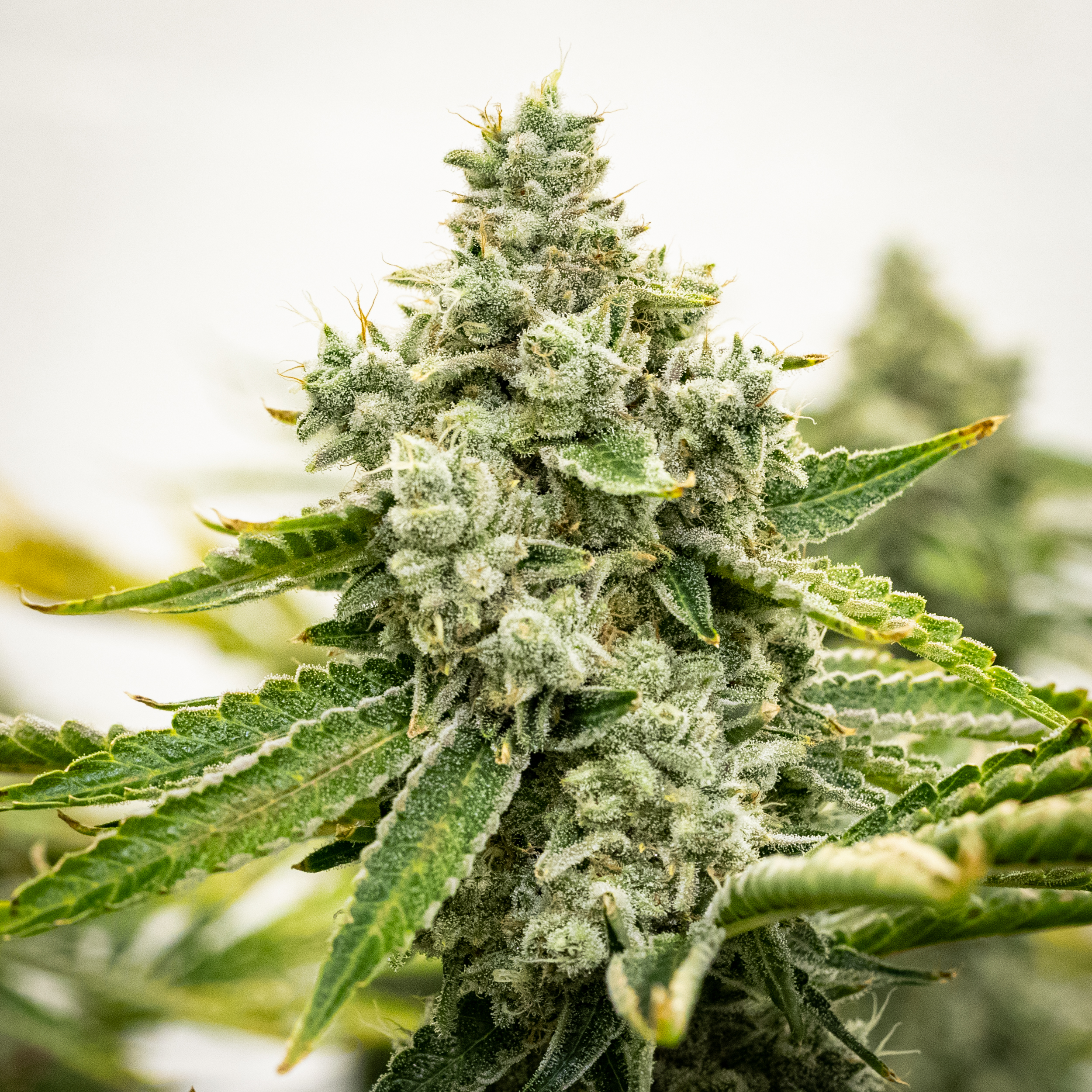 Photograph of product: Johnny Sprinkles - 3.5g
