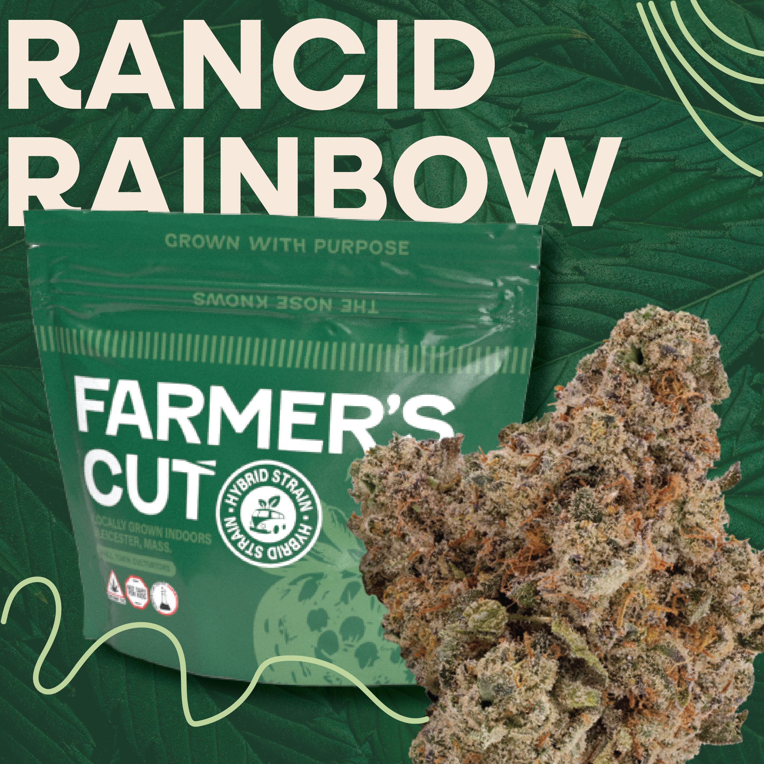 Photograph of product: Rancid Rainbow Flower | 3.5g - Farmer's Cut