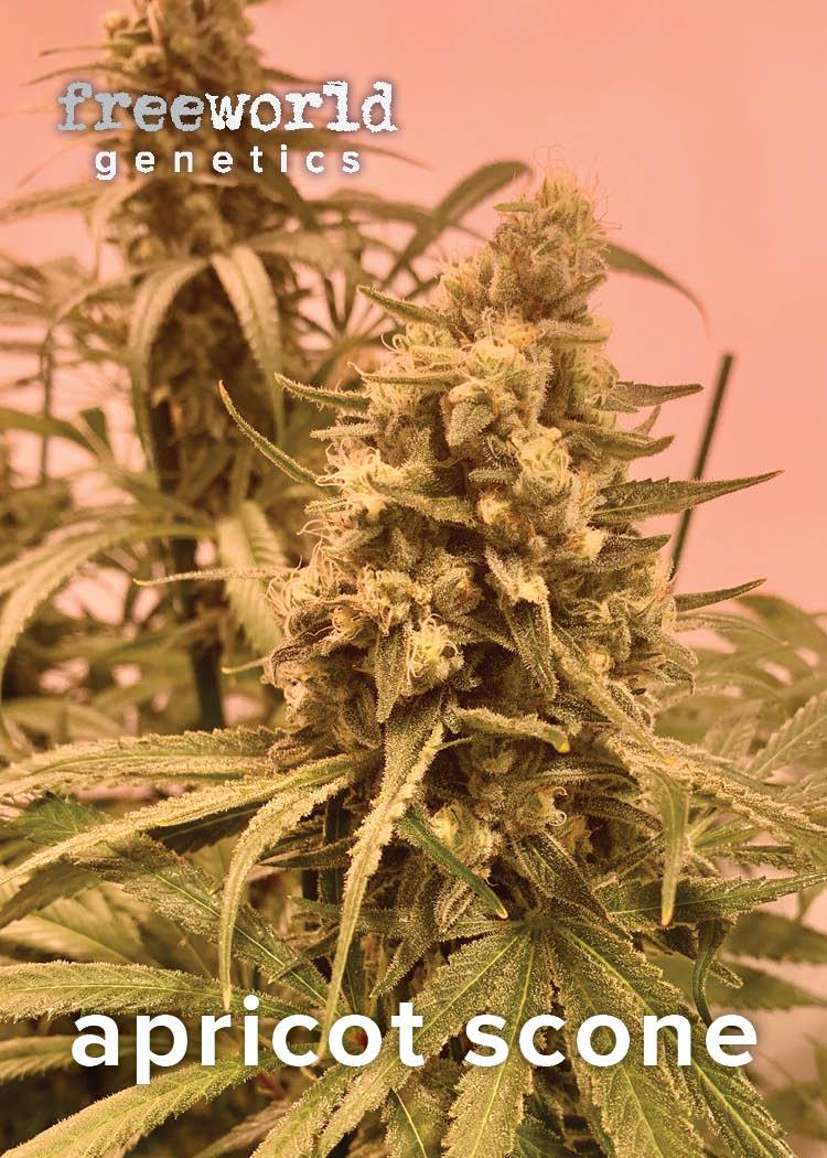 Photograph of product: FreeWorld Genetics - Apricot Scone Seeds (3-pk) (S/H)
