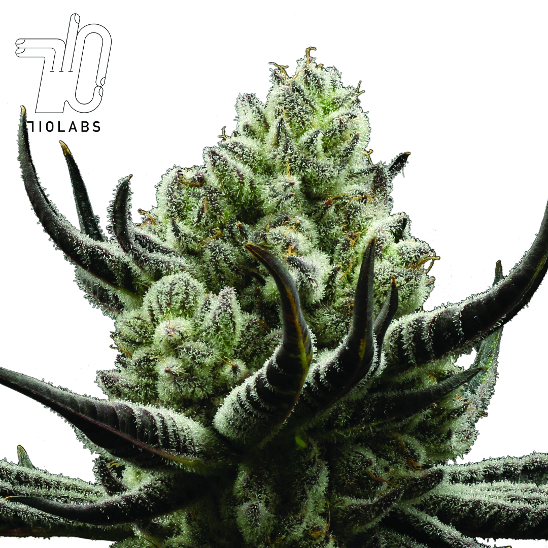 Photograph of product: 710 Labs Prepackaged Flower | Moonbow 112 IX #1 - 3.5g