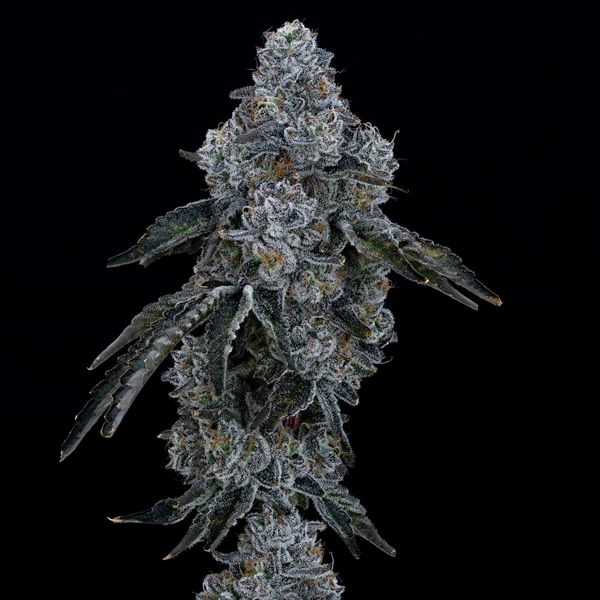 Photograph of product: Dulce De Uva - 28g