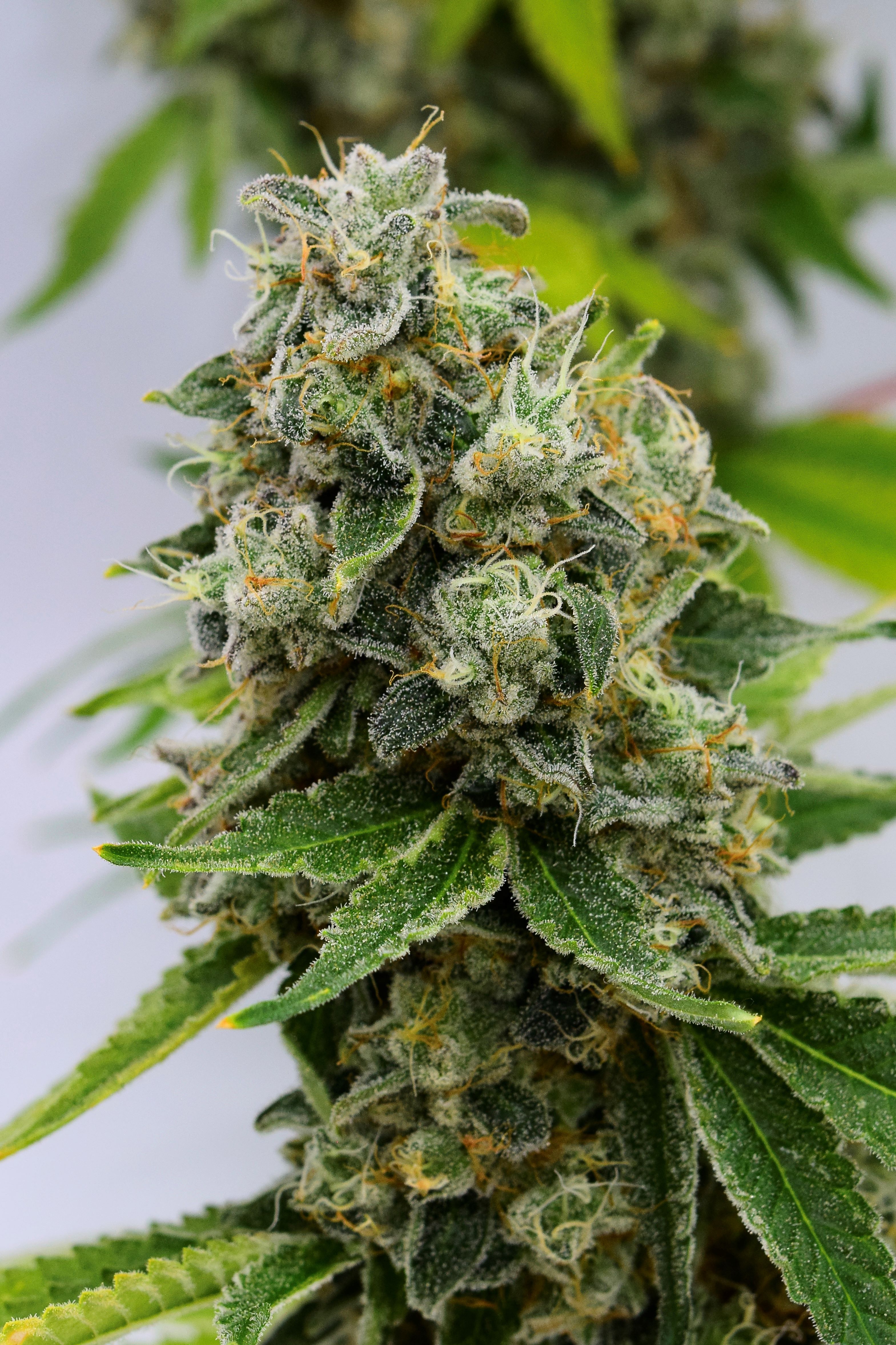 Photograph of product: Albario - 3.5g